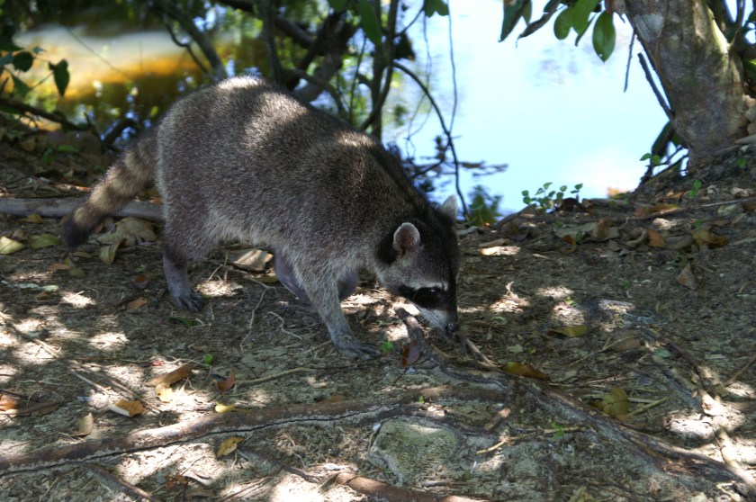 KONICA MINOLTA DIGITAL CAMERA