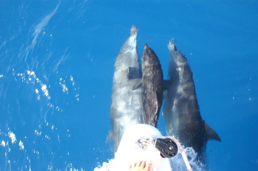 KONICA MINOLTA DIGITAL CAMERA